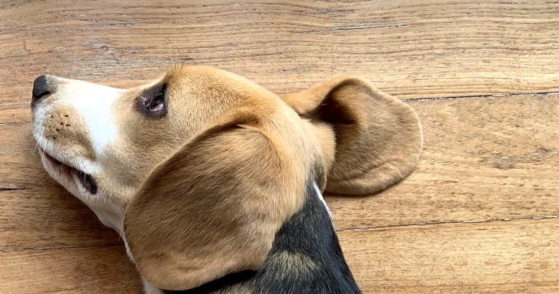 Nobody Told Me How Terrible Puppies Are