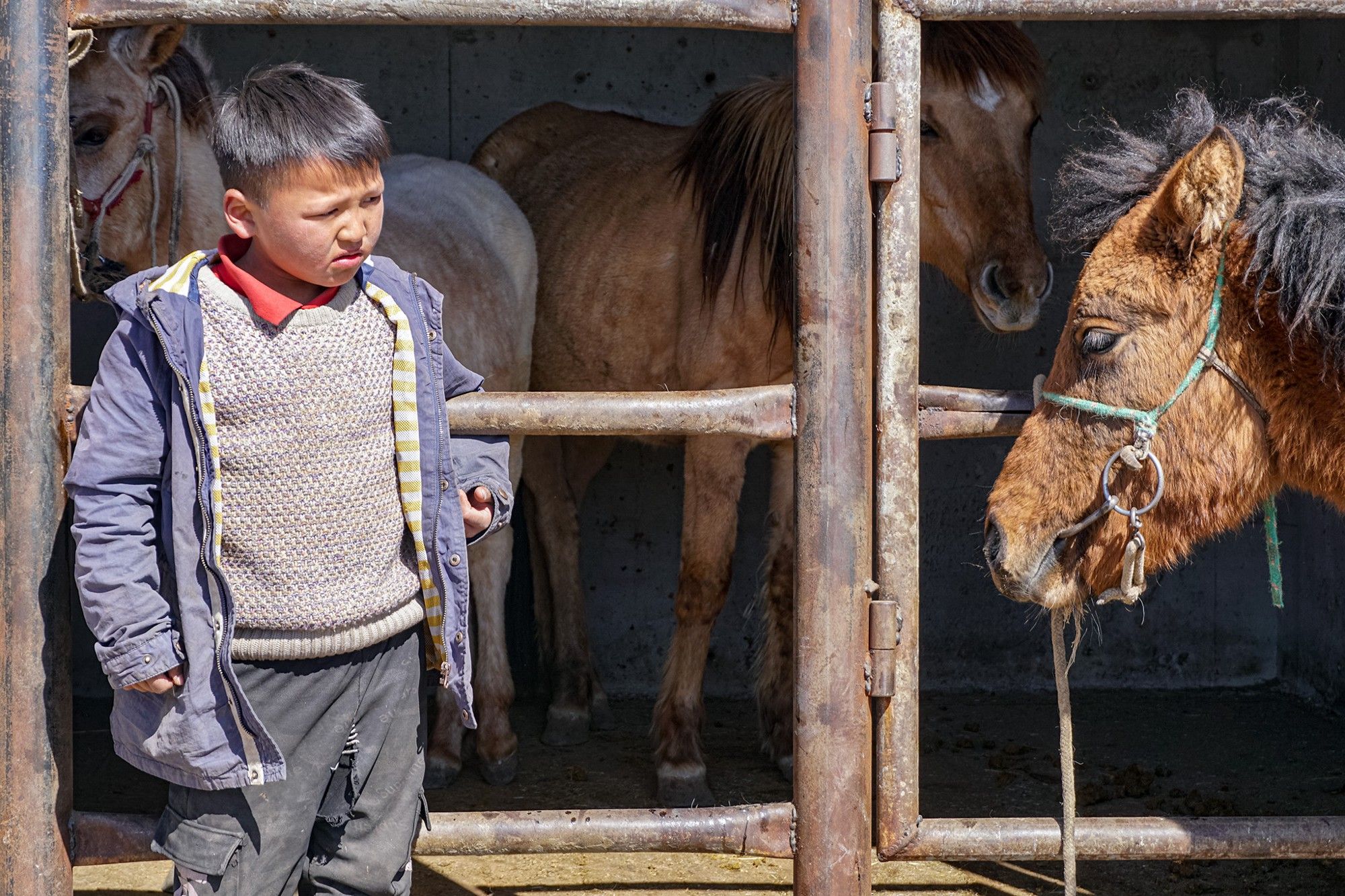 COVID Underdogs: Mongolia
